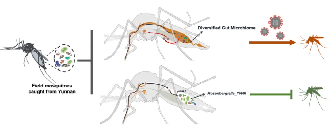 Science！清華大學聯(lián)合華大等團隊，發(fā)現(xiàn)共生菌環(huán)境干預可阻斷蚊媒病毒傳播流行-肽度TIMEDOO