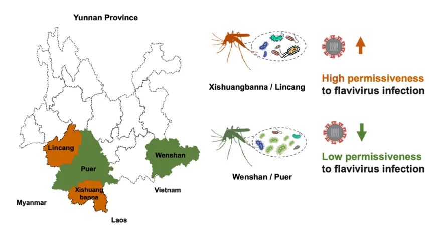 Science！清華大學聯(lián)合華大等團隊，發(fā)現(xiàn)共生菌環(huán)境干預可阻斷蚊媒病毒傳播流行-肽度TIMEDOO