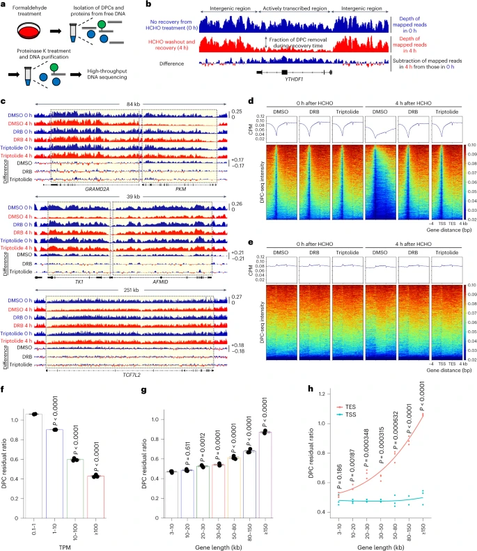 喝酒臉紅的人，更容易衰老-肽度TIMEDOO