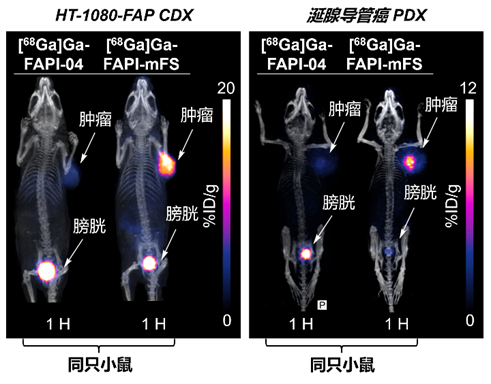 北京大學(xué)劉志博團(tuán)隊(duì)在《自然》發(fā)文報(bào)道靶向共價(jià)放射性藥物-肽度TIMEDOO
