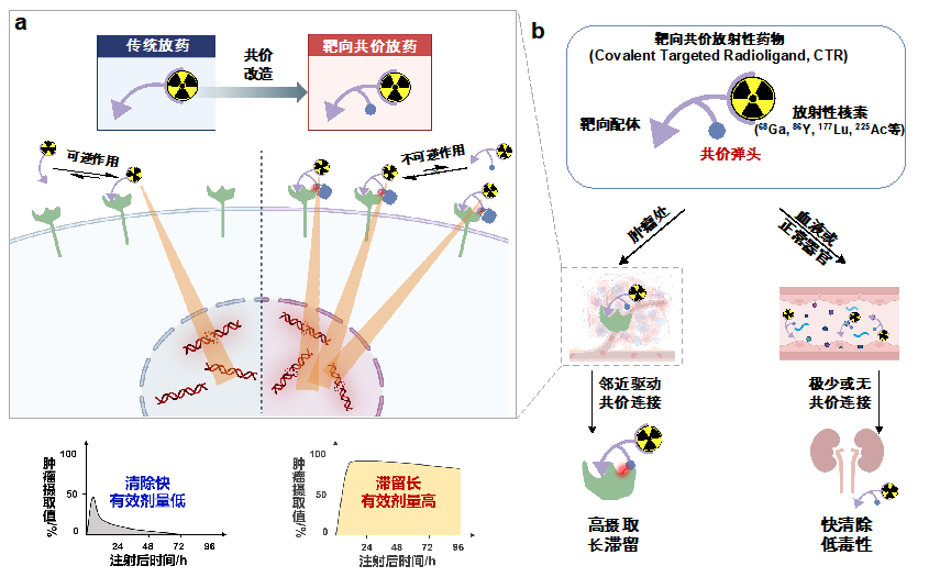 北京大學(xué)劉志博團(tuán)隊(duì)在《自然》發(fā)文報(bào)道靶向共價(jià)放射性藥物-肽度TIMEDOO