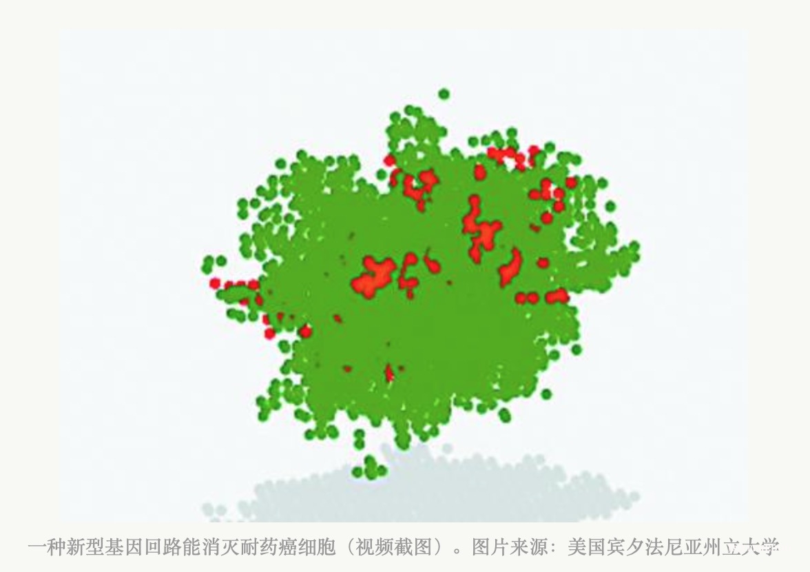 新型基因回路有望改變癌細(xì)胞耐藥性-肽度TIMEDOO