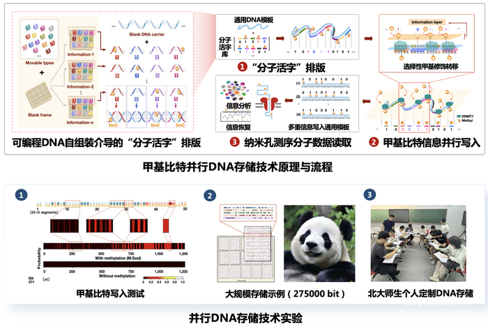 北大團隊首次提出基于并行寫入策略的DNA存儲方法-肽度TIMEDOO
