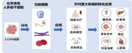 圖2.png 北京大學(xué)生命科學(xué)學(xué)院鄧宏魁課題組利用化學(xué)重編程技術(shù)誘導(dǎo)人體細(xì)胞去分化并制備可大規(guī)模擴(kuò)增的人胚胎肢芽樣細(xì)胞-肽度TIMEDOO