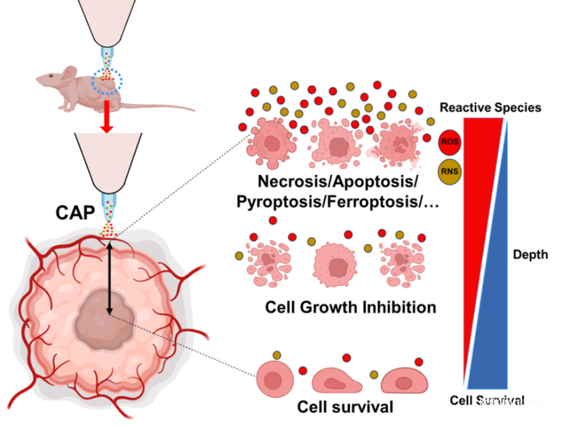 研究發(fā)現(xiàn)低劑量低溫等離子體仍可有效抑制腫瘤-肽度TIMEDOO