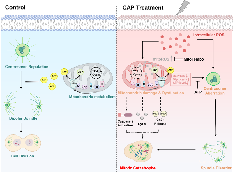 研究發(fā)現(xiàn)低劑量低溫等離子體仍可有效抑制腫瘤-肽度TIMEDOO