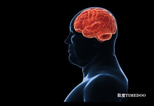 靶向大腦中的關(guān)鍵酶或可對(duì)抗肥胖-肽度TIMEDOO