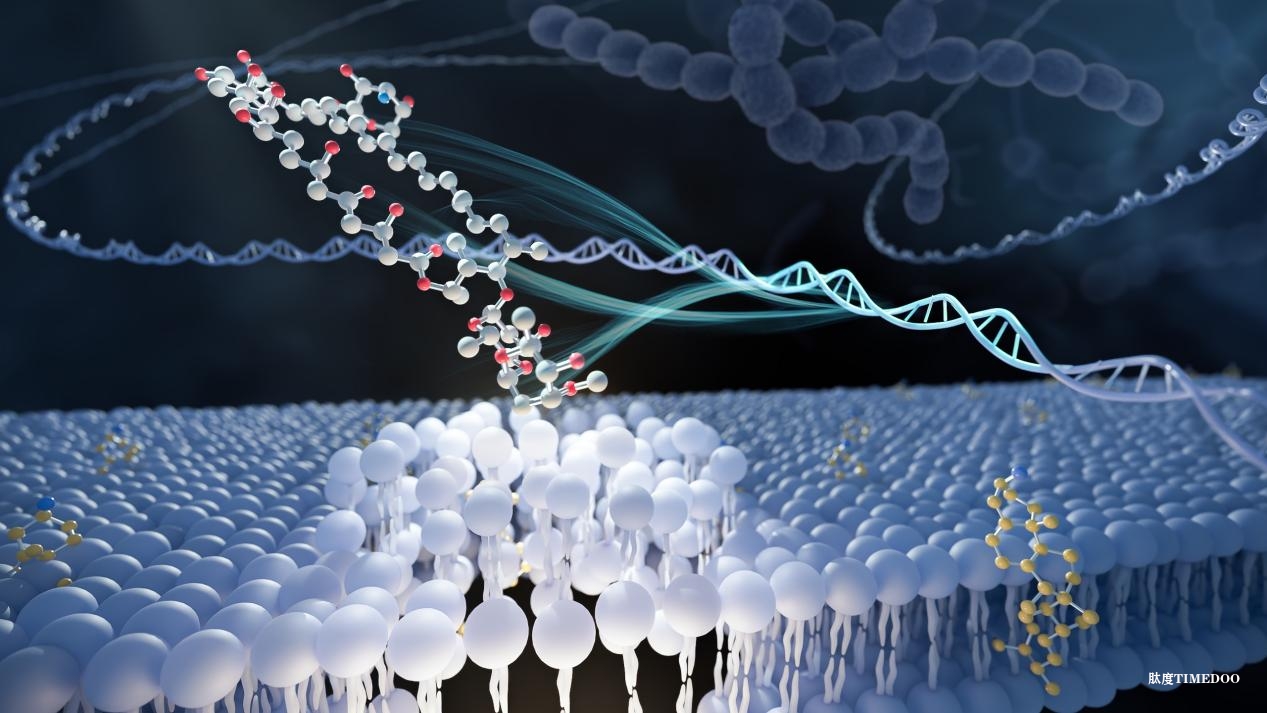 “克星”來(lái)了！科學(xué)家發(fā)現(xiàn)新型抗生素-肽度TIMEDOO