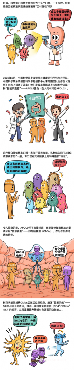 科學(xué)家揭示宿主識別腸道菌群調(diào)控免疫新機(jī)制-肽度TIMEDOO