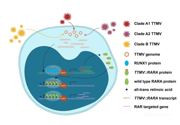 (病毒流行病學(xué)特征及主要分子機制) 引領(lǐng)白血病研究新突破:陸道培分子醫(yī)學(xué)團隊攜多中心成果亮相《Blood》-肽度TIMEDOO