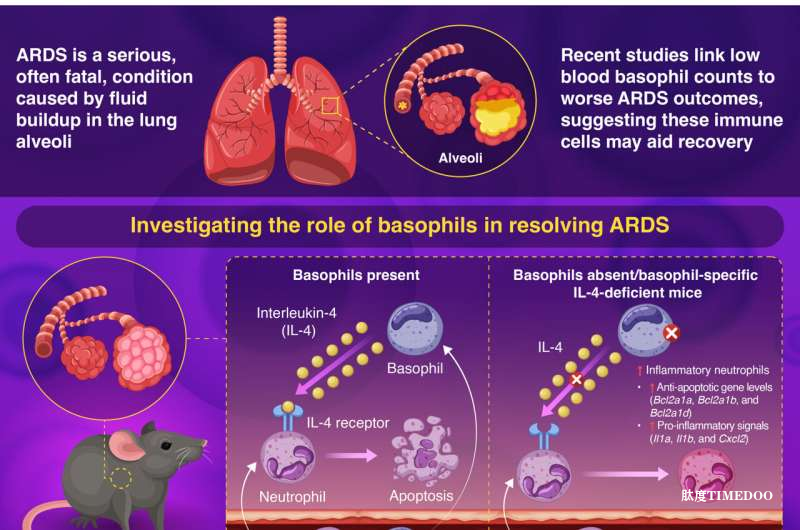 罕見白細(xì)胞或?yàn)锳RDS治療帶來新思路 ——東京科學(xué)研究團(tuán)隊發(fā)現(xiàn)嗜堿性粒細(xì)胞促進(jìn)肺部修復(fù)-肽度TIMEDOO
