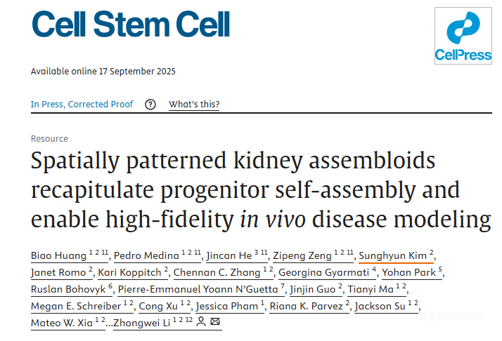 科學(xué)家培養(yǎng)出迄今最接近現(xiàn)實(shí)腎臟的類(lèi)器官-肽度TIMEDOO