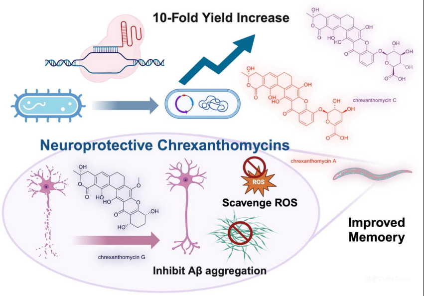 神經(jīng)退行性疾病治療研究獲進(jìn)展-肽度TIMEDOO