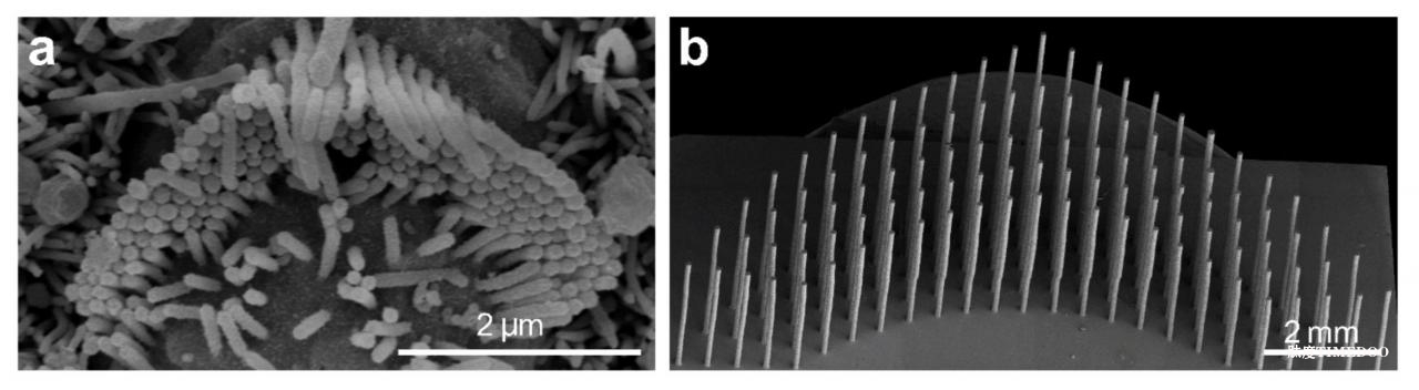“聲控膠囊”巧用共振原理控釋藥物-肽度TIMEDOO