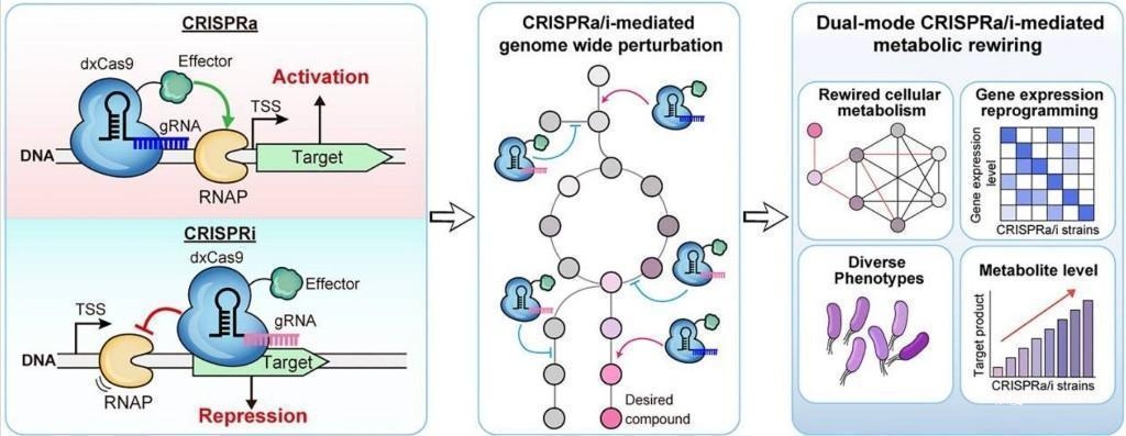 雙模CRISPR系統(tǒng)能同時開關(guān)不同基因 為合成生物學研究與產(chǎn)業(yè)應(yīng)用提供全新工具-肽度TIMEDOO