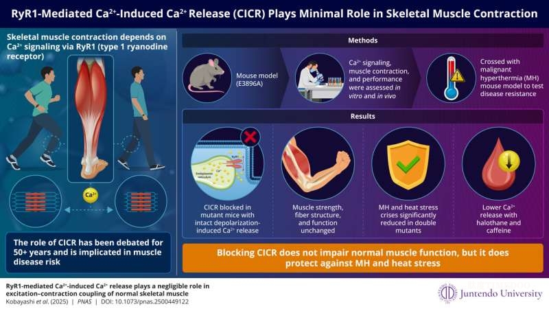 破解數(shù)十年謎團：肌肉收縮關鍵機制被精準揭示，致病通路浮出水面-肽度TIMEDOO