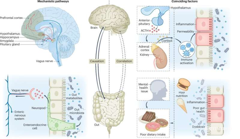 澳大利亞研究揭示“腸–腦聯(lián)系”或為精神健康開辟新路徑-肽度TIMEDOO