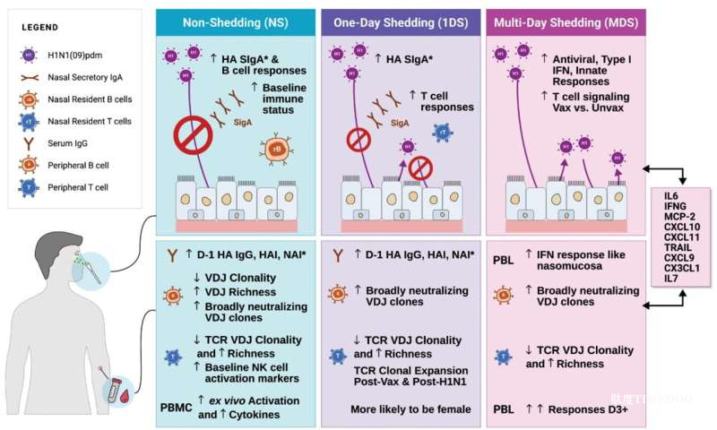 科學(xué)家揭示流感病毒“脫落模式”差異:女性或更不易傳播病毒-肽度TIMEDOO