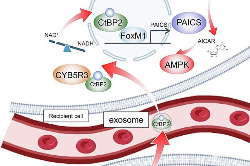 筑波大學(xué)發(fā)現(xiàn)“抗衰分子”:CtBP2或成評(píng)估人體衰老程度的新指標(biāo)-肽度TIMEDOO