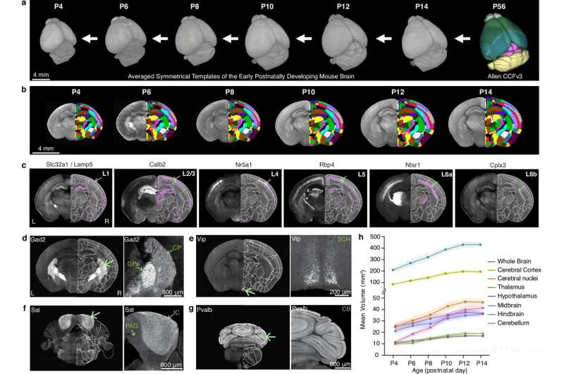 科研團隊繪制首張高分辨率小鼠腦發(fā)育“生長圖譜”,為理解人類早期大腦發(fā)育與神經(jīng)發(fā)育障礙提供新工具-肽度TIMEDOO