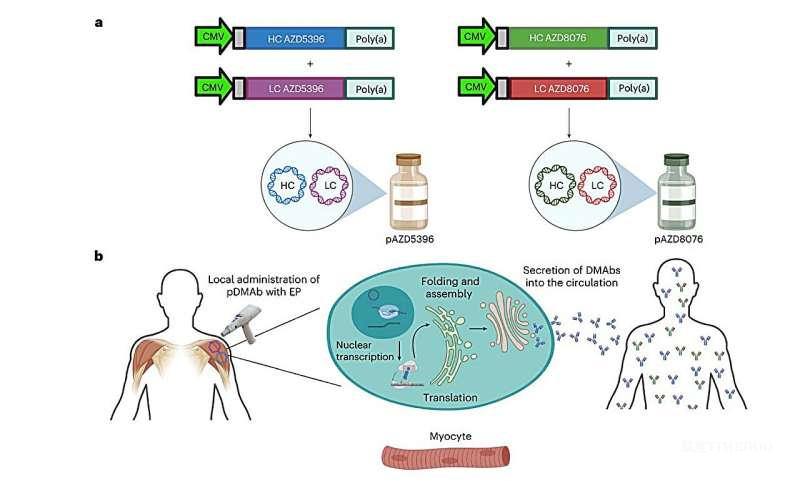 新型DNA抗體療法開啟抗新冠新路徑:讓身體“自制”保護(hù)性抗體-肽度TIMEDOO