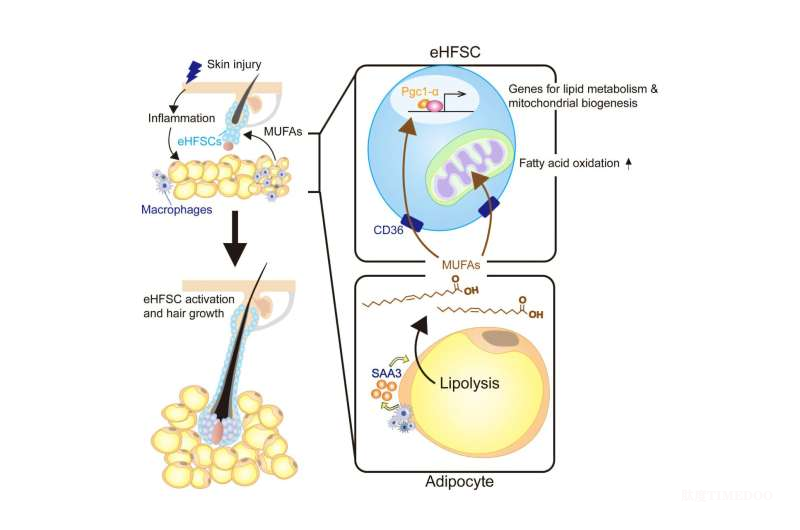 臺(tái)灣大學(xué)團(tuán)隊(duì)發(fā)現(xiàn)：脂肪分解可激活毛囊干細(xì)胞，促進(jìn)頭發(fā)生長-肽度TIMEDOO
