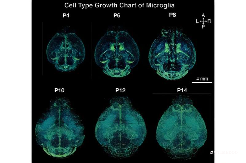 科研團隊繪制首張高分辨率小鼠腦發(fā)育“生長圖譜”,為理解人類早期大腦發(fā)育與神經(jīng)發(fā)育障礙提供新工具-肽度TIMEDOO