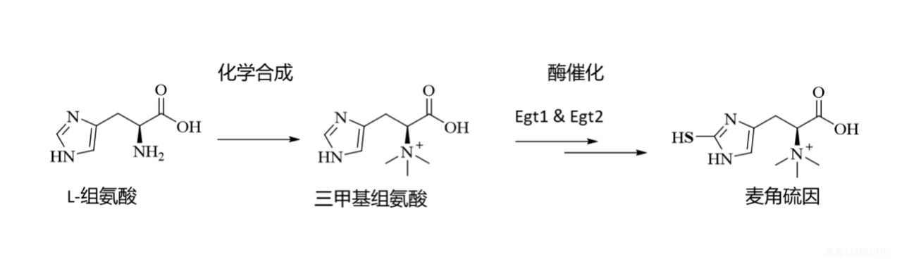 口服麥角硫因：生物制造、市場應(yīng)用及未來展望-肽度TIMEDOO