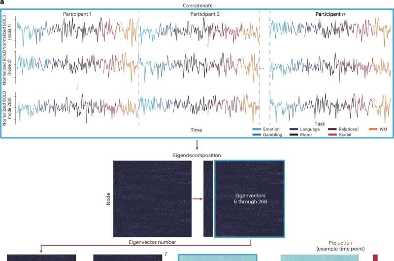 耶魯大學(xué)研究者用“漫畫(huà)式放大”方法揭示大腦連接差異的新價(jià)值-肽度TIMEDOO