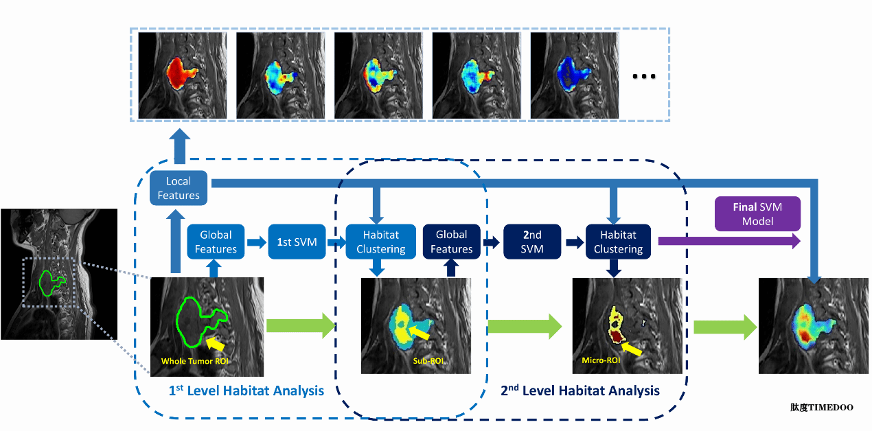 image2.png 北京大學(xué)第三醫(yī)院放射科郎寧團隊發(fā)現(xiàn)術(shù)前MRI影像可揭示腫瘤侵襲高危區(qū)-肽度TIMEDOO