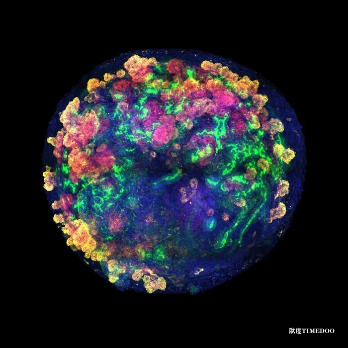 人腎類器官首次與豬腎實現(xiàn)功能整合-肽度TIMEDOO