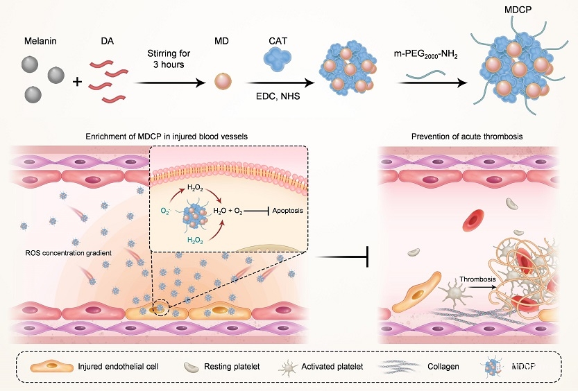 科學(xué)家在預(yù)防急性血栓形成的研究中取得新進(jìn)展-肽度TIMEDOO