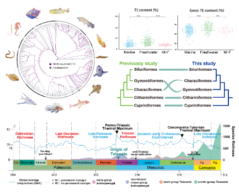 “萬種魚類基因組計(jì)劃”首期研究成果發(fā)布-肽度TIMEDOO