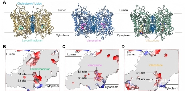 研究提出去甲腎上腺素轉(zhuǎn)運(yùn)體的構(gòu)象選擇性變構(gòu)調(diào)控模型-肽度TIMEDOO