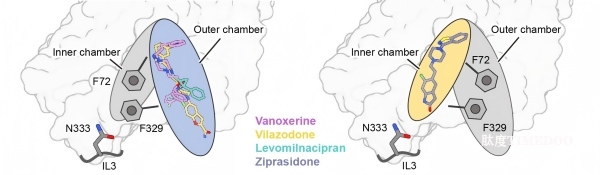 研究提出去甲腎上腺素轉(zhuǎn)運(yùn)體的構(gòu)象選擇性變構(gòu)調(diào)控模型-肽度TIMEDOO