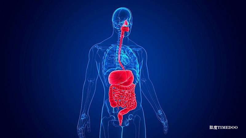 科學(xué)家發(fā)現(xiàn)：腸道節(jié)律或揭示大腦血管同步之謎-肽度TIMEDOO
