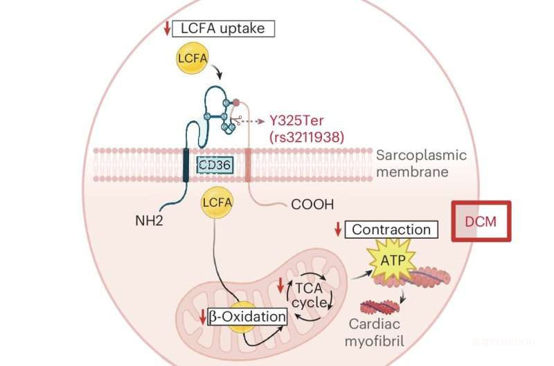 科學(xué)家發(fā)現(xiàn)：CD36基因變異或解釋黑人群體擴(kuò)張型心肌病高發(fā)原因-肽度TIMEDOO