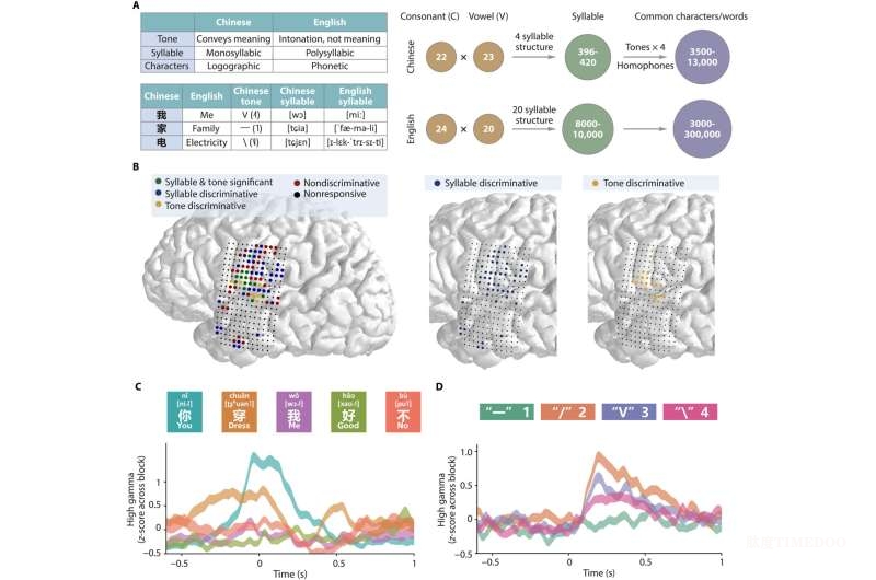 首次實(shí)現(xiàn)漢語實(shí)時腦機(jī)解碼！上海團(tuán)隊(duì)攻克聲調(diào)語言腦信號翻譯難題-肽度TIMEDOO